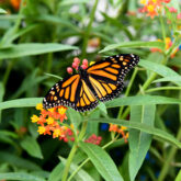 Butterfly-Conservatory-Monarch